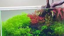 适合新手的水草造景缸展示#水草缸 #水草造景 #草缸造景 #水草缸造景 #水草 #玻璃缸中的大自然 