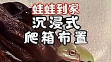 #潘大庆的爬宠日记 #沉浸式 #老爷树蛙  小蛙蛙到家啦嘿嘿，超级可爱可以吸在玻璃上（刚才封面日期错