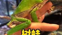 #爬宠 #家有爬宠 #树蛙 #巨人猴树蛙 #爬宠日常 树蛙中的大呱大 —— 巨人猴树蛙  @抖音小助