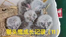 救助斑头鸺鶹（11)-吃惯了剥皮的鼠肉，今天给它们换带毛的，你们这态度怎么活得下去