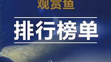 可以在家里养的观赏鱼战斗力排行榜【上】#观赏鱼 #水族 