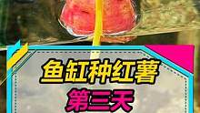 尝试鱼缸种红薯第3天，是我哪里做错了么？#水族 #鱼缸里的大自然 