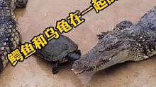 鳄鱼和龟过上了没羞没躁的生活#鳄珍 #鳄鱼皮具 #nn