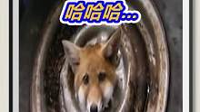 狐狸的头卡轮胎里了，又心痛又好笑，哈哈哈 #野生动物 #动物救助 #狐狸 #万物皆有灵性