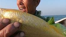 外海鱼货丰富有特色，金光闪闪一看就很值钱，还有上百一斤的鲈鱼（上）
