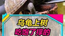 乌龟会爬树，男人靠得住！#水族 #养龟 #养鱼人 #蛋龟 #养龟日记 