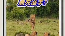 狮群抢食鬣狗群！大战一触即发！鹿死谁手？ #野生动物 #狮子 #鬣狗 #动物世界