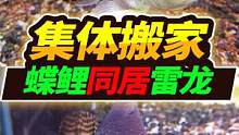 99块钱买了1个价值300的加热棒，眼镜蛇雷龙差点被玩死，危机四伏 #黄金眼镜蛇雷龙 #雷龙鱼 #水