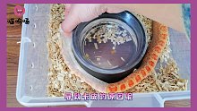 宠物蛇蜕皮那些事儿！保姆级新手必看视频+1