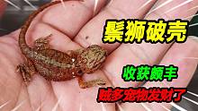 20颗鬃狮蜥蜴蛋大部分破壳而出，小家伙出壳就咬人，这次赚大发了