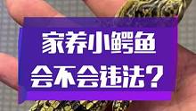家养小鳄鱼违法吗？视频告诉你答案#鳄鱼 #鳄鱼养殖场 #爬行动物 #宠物 #爬宠