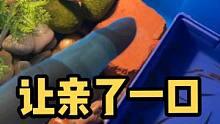 网友说以后喂小鳄鱼可能需要用筷子了哈哈#创作灵感 #小鳄鱼苗 #鳄鱼 #爬宠日常 #家有爬宠 #神奇