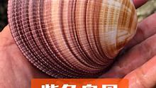 丁丁赶海，大海退潮捡到紫色鸟贝，还有喷水猫眼螺 #冬捕季 #我的乡村我的家 #赶海