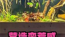 营造蛮荒感#南美缸 #原生缸 #原生造景 #南美缸造景 #养鱼日记 #玻璃缸中的大自然 #造景鱼缸 