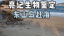 福建东山岛赶海#亮记生物鉴定 #知识大拜年