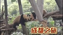 看熊猫