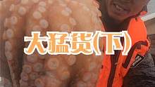 渔网放岛边16个小时，捕到八条腿的大家伙，吸住来叔不放太猛了（下）