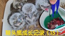 救助斑头鸺鶹（15）-被人误解的小家伙们！