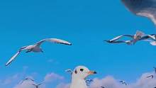 每年冬天，它们不远万里，如期而至。这是我拍的最美满屏的海鸥送给你。最后一幕密集恐惧症勿看。#看海鸥 