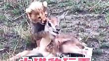 小猎豹把小羚羊玩弄于股掌之间，而羚羊妈妈却被锁着喉，太惨了！#动物世界 
