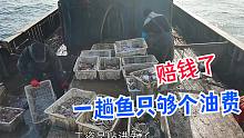 拉好鱼回家过好年，渔民们年底坚持作业，结果一网鱼只够个油钱！
