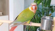 养鹦鹉到底有多吵