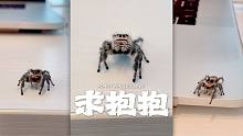 小跳蛛求抱抱