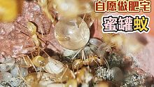 【蜜罐蚁】终于养出了梦想中的大罐子！