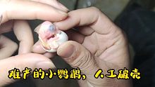 小鹦鹉难产了，人工帮助小家伙破壳！