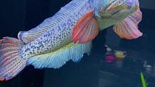 败家媳妇要吃这条鱼 怎么办啊？#养鱼 #水族 #养鱼人