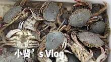 我脑子里想的已经全是煮熟的大螃蟹了!#贤式vlog #纽村熊二 #赶海 