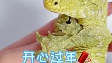 祝大家新年快乐呀❤️#爬宠 #蜥蜴 #养爬姑娘 #家有爬宠 #巨人守宫 #新年快乐