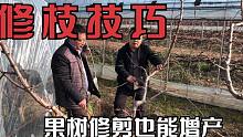 桃树冬剪可以控制果树上强？看技术员分享经验修剪也能增收增产