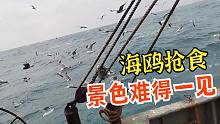 成群海鸥围着渔船，只为等着大吃一顿，这样的壮观景色难得一见！