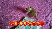 辞旧迎新:多么懂事的小橘提前来拜年了！