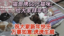 猫哥携60只猫咪给大家拜年啦！祝大家新年快乐！万事如意！虎虎生威！