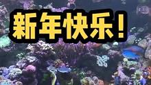 祝福各位鱼友新年快乐！#珊瑚缸 #海水鱼珊瑚 #海缸日记 #海洋馆 #海缸趣事 #海缸造景 