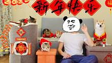 新年好哇～尿尿和他的朋友们给您拜年了【尿尿是只猫】