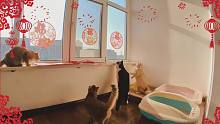 过春节主人给猫咪住的100平房间装扮喜庆，双喜临门小母猫生喵啦