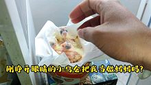手养的小鹦鹉今天眼睛睁开了，第一眼看到的是我会把我当妈妈吗？