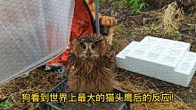 狗看到世界上最大的猫头鹰会是什么反应？被吓的一聚灵，笑死了！