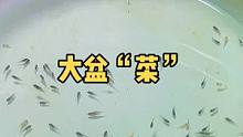 新的一年洒下鱼苗，明年收获一缸美丽的七彩神仙鱼。 #观赏鱼 #七彩神仙鱼繁殖 #七彩神仙鱼