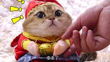 猫咪抱着金元宝不撒手，直到姥爷上手来抢了！