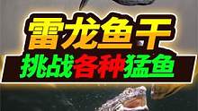 发现堪比钛合金的雷龙鱼干，找了一圈无鱼干咬，差点硌掉鳄龟嘴巴 #养龟日记 #佛鳄龟 #雷龙鱼干