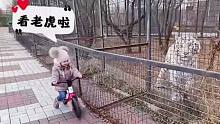 俄罗斯2岁小女孩：虎年就要看老虎