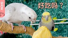 小鹦鹉初尝榴莲｜主人改装它俩的背景墙｜验收满意开心唱歌。【马可波罗show】