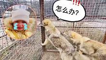 看到哭泣的小女孩，小狼们会如何反应