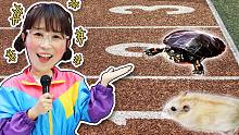 仓鼠VS乌龟，谁能获得第一届动物王国田径短跑赛的冠军？