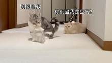 你们撒猫粮有没有考虑过我的感受#猫咪的迷惑行为 #萌宠 #小奶猫的成长日记 #曼基康矮脚 #短腿猫 