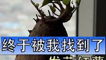 过年几天不在家，也不知道我鱼缸里种的小红薯有没有发芽，好在天无绝人之路，没想到被我找到这个好东西#鱼